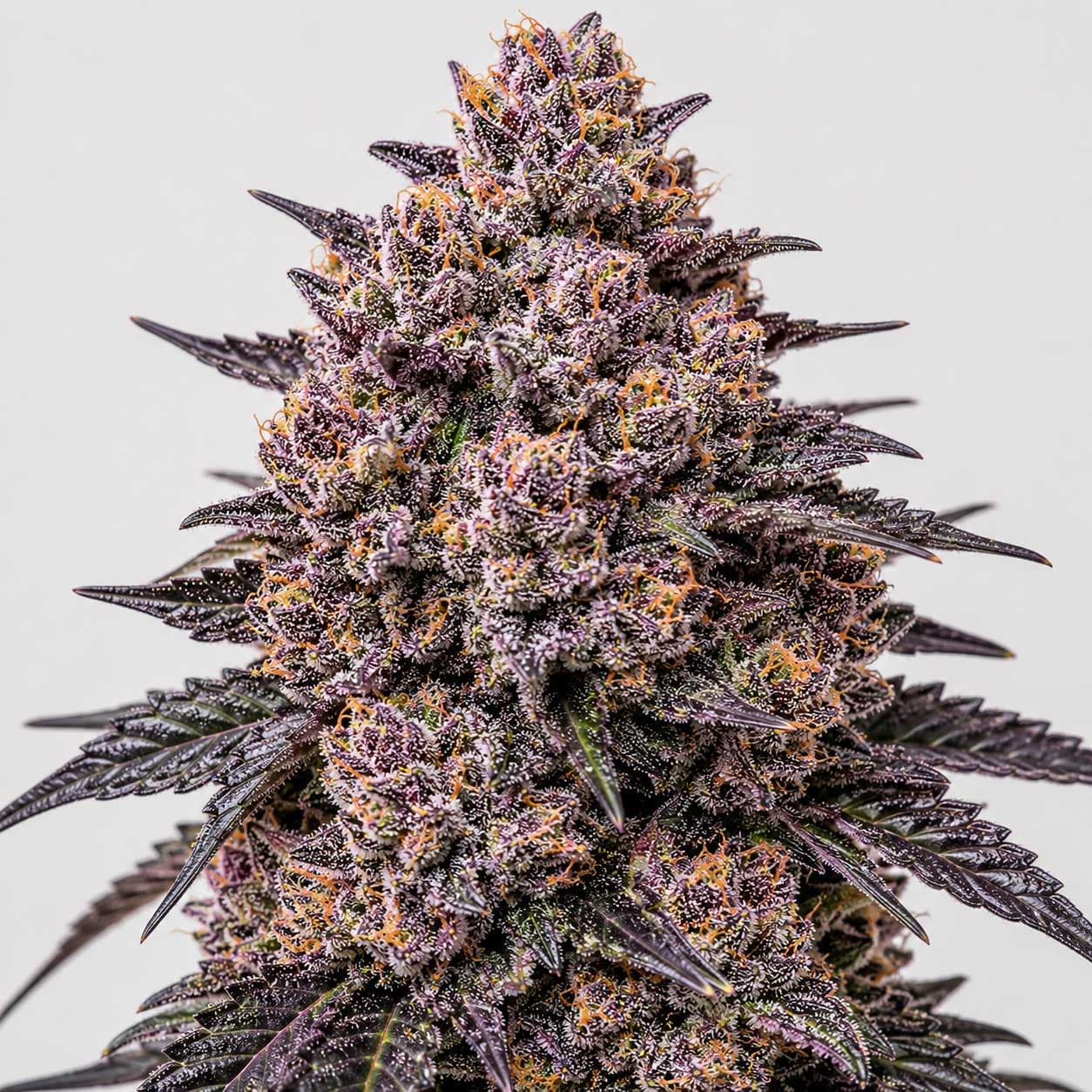 WILD CHERRY PUNCH